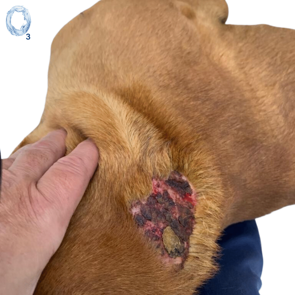 Herida superficial en zona cervical de perro antes del tratamiento con aceite ozonizado OzoneDerma IP600