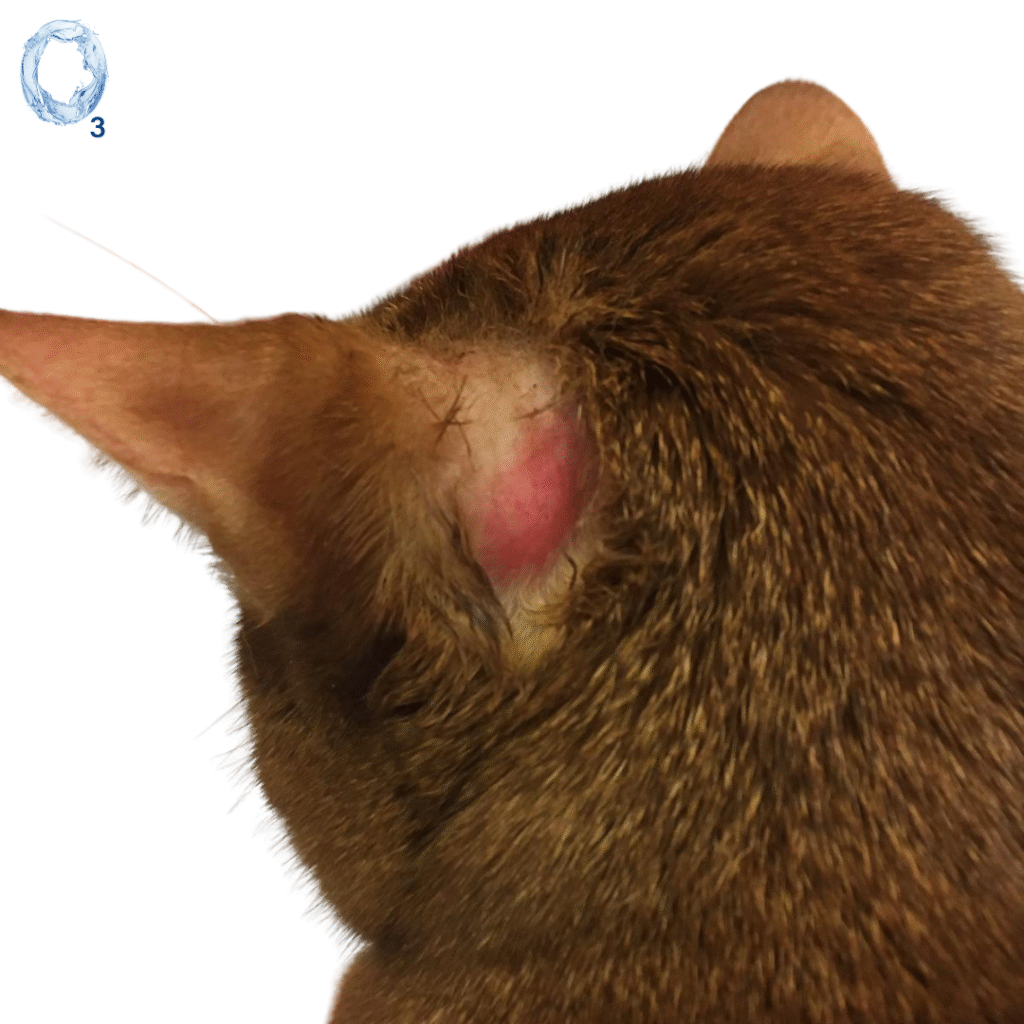 Gato con irritación en la oreja antes de aplicar aceite ozonizado OzoneDerma IP600