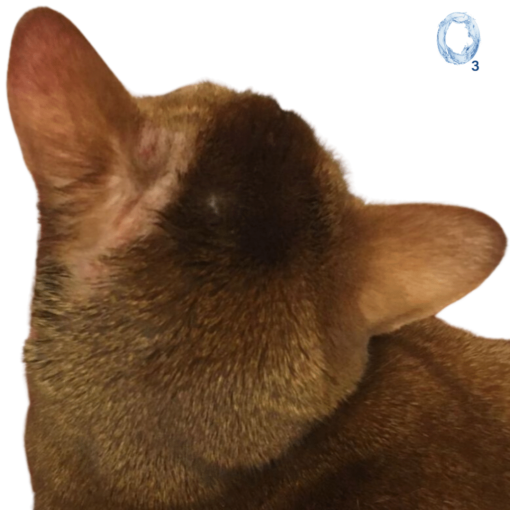 Mejora en la irritación auricular de un gato tras uso de aceite ozonizado OzoneDerma IP600