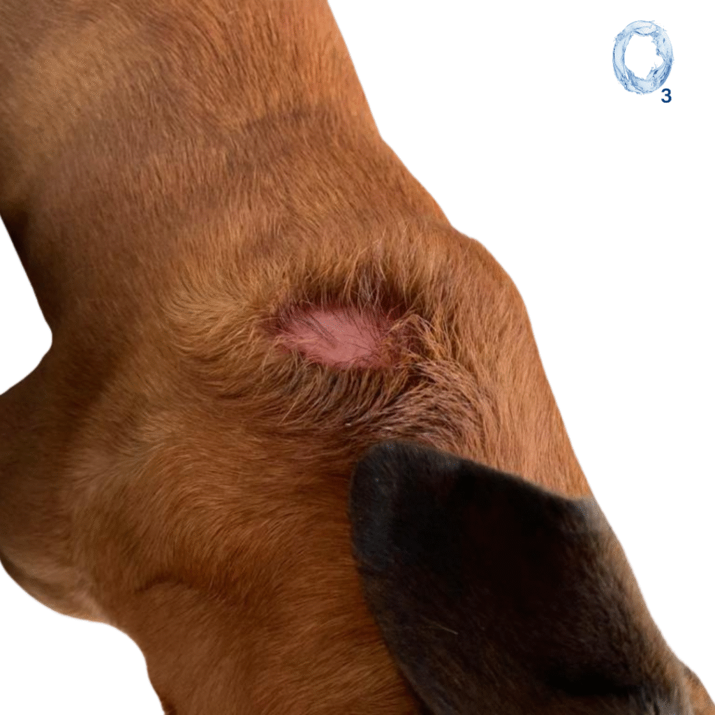 Mejoría de la herida superficial en zona cervical de perro después del tratamiento con aceite ozonizado OzoneDerma IP600