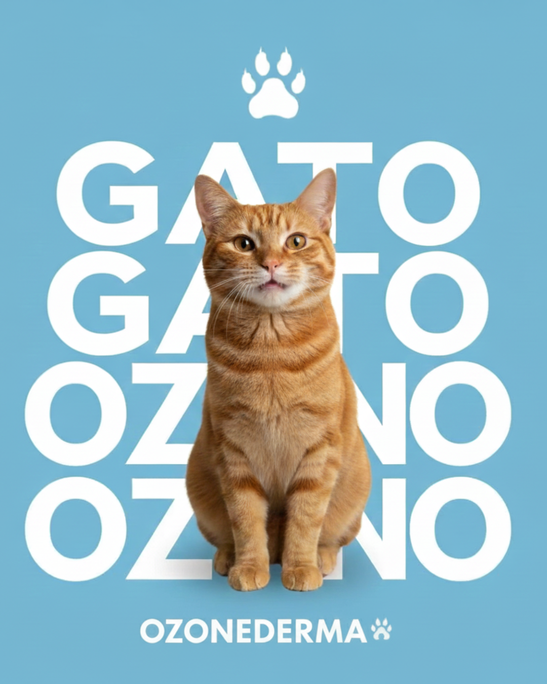Aceite ozonizado IP 600 en gatos: cuidado dermocosmético para la piel