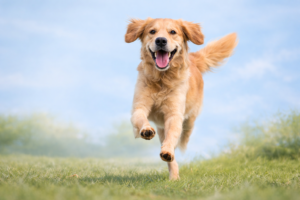 aceite ozonizado para perros y gatos cuidado piel mascotas